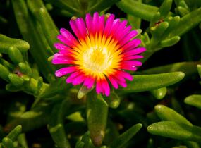 Kosmatec 'Suntropics Pink Sun' - Delosperma hybrida 'Suntropics Pink Sun'