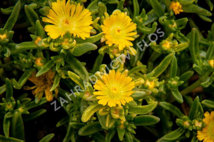 Kosmatec 'Wheels of Wonder Golden' - Delosperma hybrida 'Wheels of Wonder Golden'