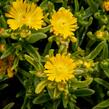 Kosmatec 'Wheels of Wonder Golden' - Delosperma hybrida 'Wheels of Wonder Golden'