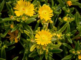 Kosmatec 'Wheels of Wonder Golden' - Delosperma hybrida 'Wheels of Wonder Golden'