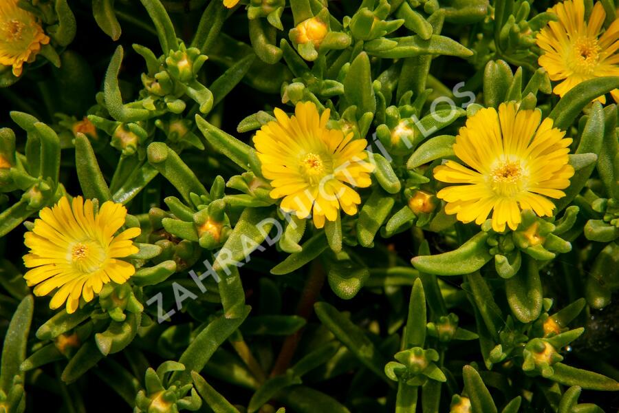Kosmatec 'Wheels of Wonder Golden' - Delosperma hybrida 'Wheels of Wonder Golden'
