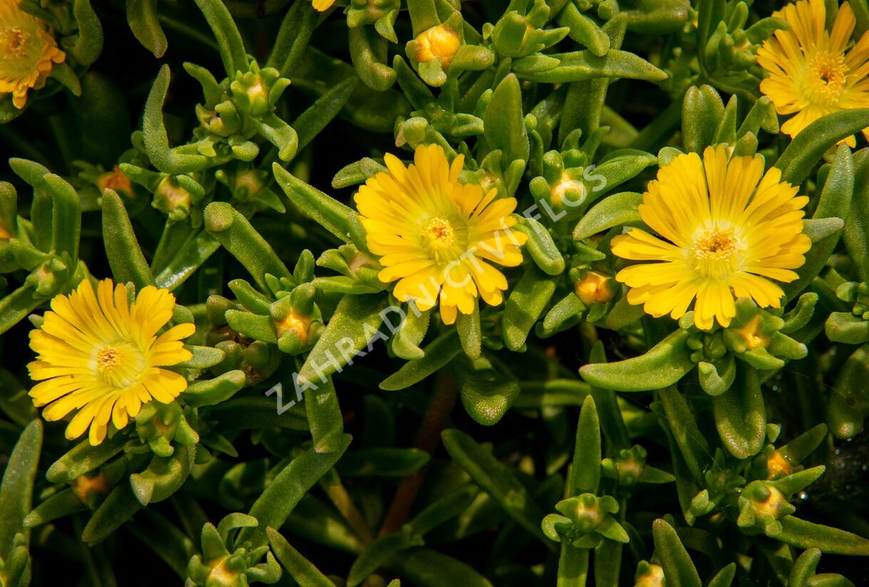 Kosmatec 'Wheels of Wonder Golden' - Delosperma hybrida 'Wheels of Wonder Golden'