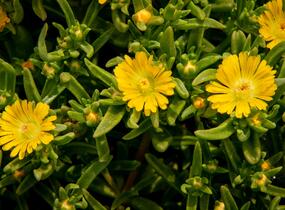 Kosmatec 'Wheels of Wonder Golden' - Delosperma hybrida 'Wheels of Wonder Golden'