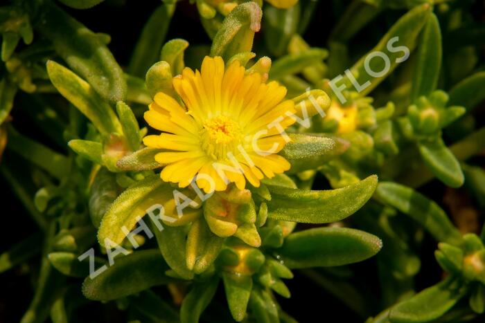 Kosmatec 'Wheels of Wonder Golden' - Delosperma hybrida 'Wheels of Wonder Golden'