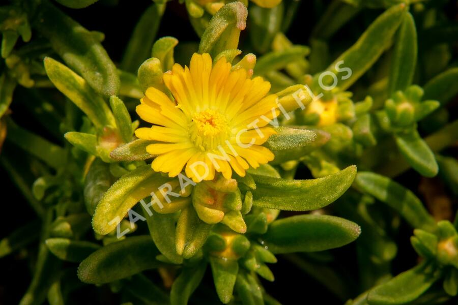 Kosmatec 'Wheels of Wonder Golden' - Delosperma hybrida 'Wheels of Wonder Golden'