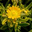 Kosmatec 'Wheels of Wonder Golden' - Delosperma hybrida 'Wheels of Wonder Golden'