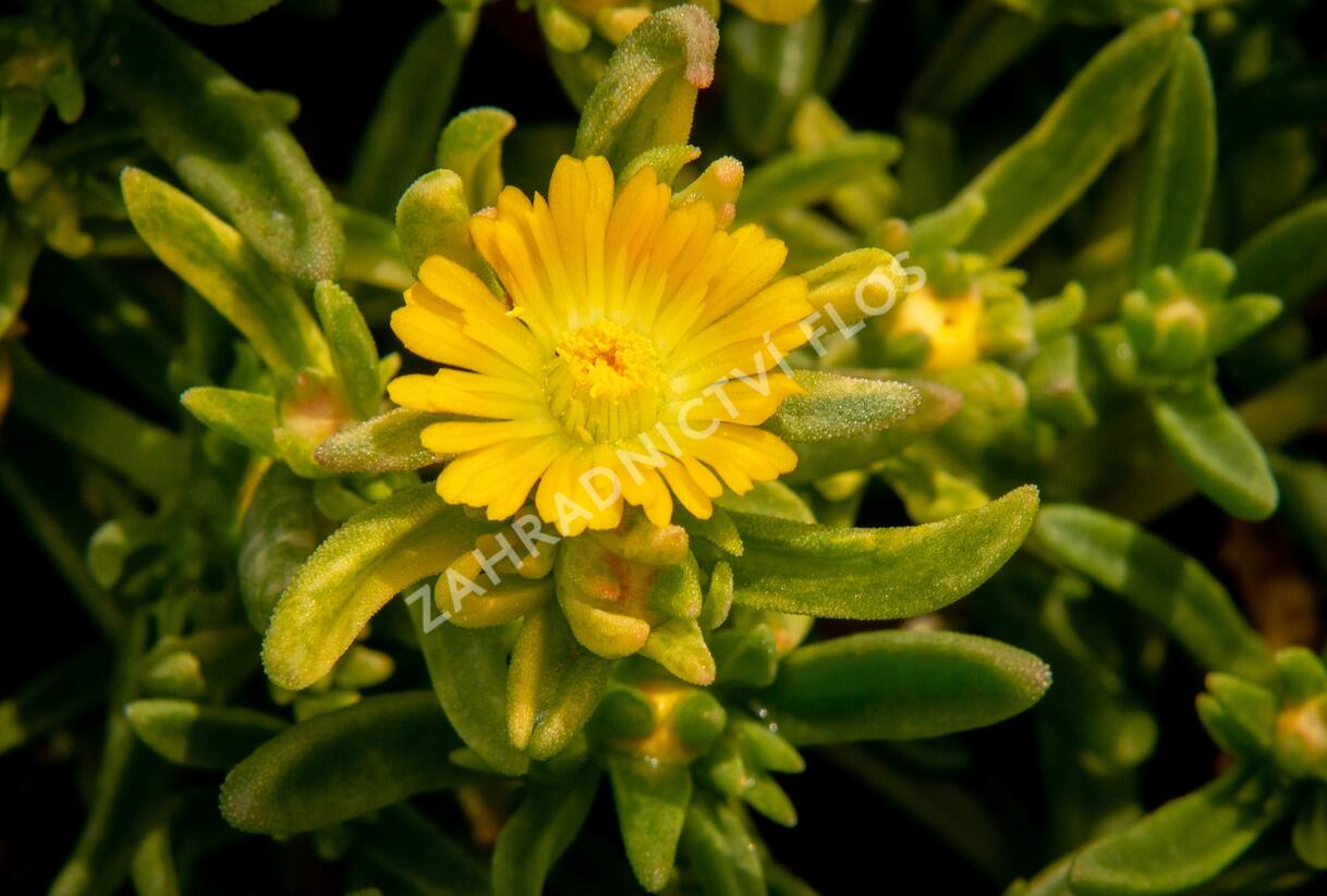 Kosmatec 'Wheels of Wonder Golden' - Delosperma hybrida 'Wheels of Wonder Golden'