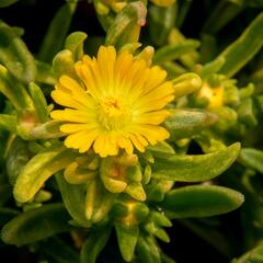 Kosmatec 'Wheels of Wonder Golden' - Delosperma hybrida 'Wheels of Wonder Golden'