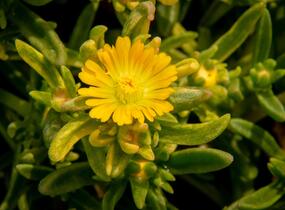 Kosmatec 'Wheels of Wonder Golden' - Delosperma hybrida 'Wheels of Wonder Golden'