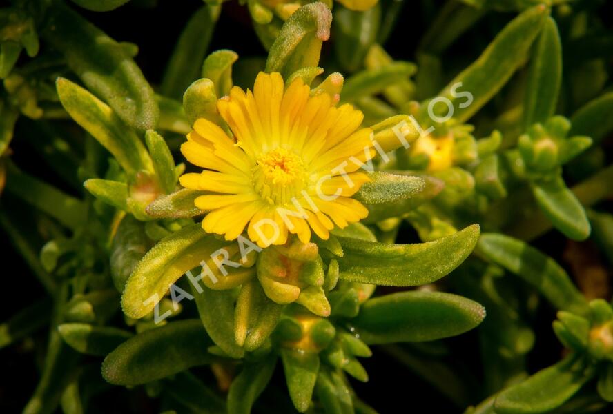 Kosmatec 'Wheels of Wonder Golden' - Delosperma hybrida 'Wheels of Wonder Golden'