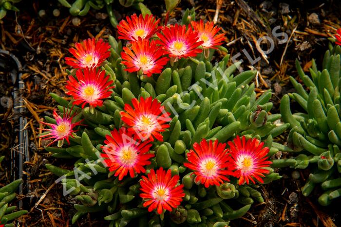 Kosmatec 'Jewel of Desert Sun Stone' - Delosperma hybrida 'Jewel of Desert Sun Stone'