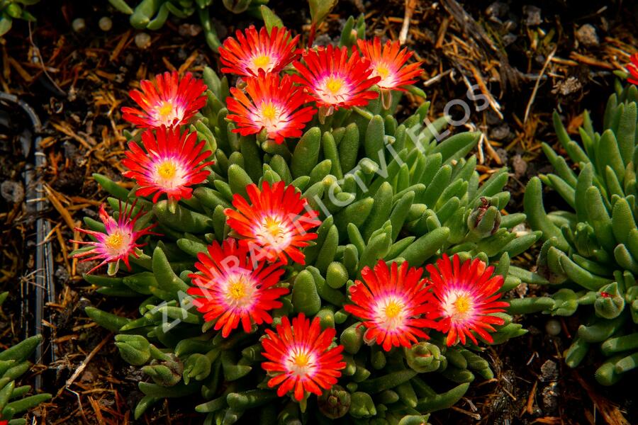 Kosmatec 'Jewel of Desert Sun Stone' - Delosperma hybrida 'Jewel of Desert Sun Stone'