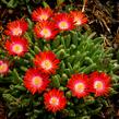 Kosmatec 'Jewel of Desert Sun Stone' - Delosperma hybrida 'Jewel of Desert Sun Stone'