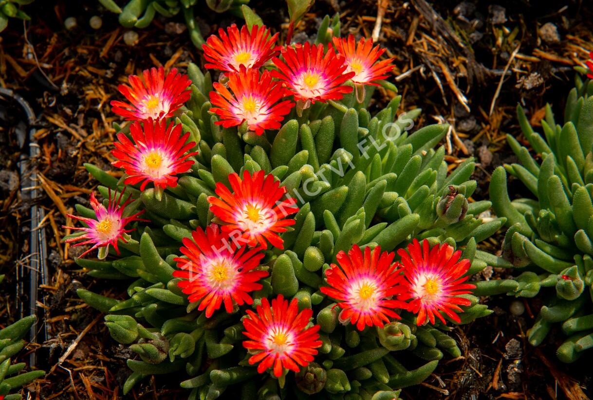 Kosmatec 'Jewel of Desert Sun Stone' - Delosperma hybrida 'Jewel of Desert Sun Stone'