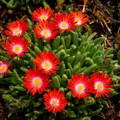 Kosmatec 'Jewel of Desert Sun Stone' - Delosperma hybrida 'Jewel of Desert Sun Stone'