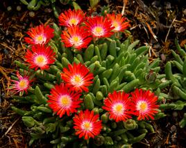 Kosmatec 'Jewel of Desert Sun Stone'