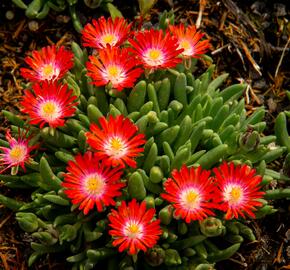 Kosmatec 'Jewel of Desert Sun Stone' - Delosperma hybrida 'Jewel of Desert Sun Stone'