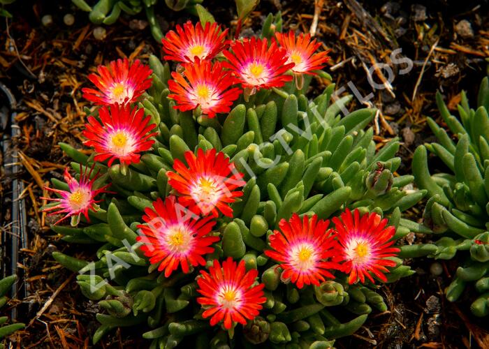 Kosmatec 'Jewel of Desert Sun Stone' - Delosperma hybrida 'Jewel of Desert Sun Stone'