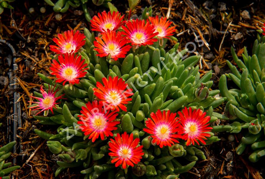 Kosmatec 'Jewel of Desert Sun Stone' - Delosperma hybrida 'Jewel of Desert Sun Stone'