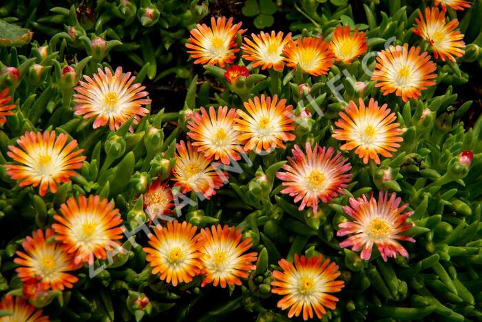 Kosmatec 'Jewel of Desert Ruby' - Delosperma hybrida 'Jewel of Desert Ruby'