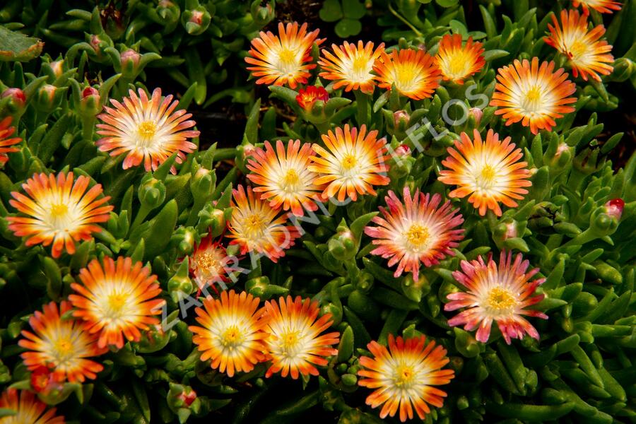 Kosmatec 'Jewel of Desert Ruby' - Delosperma hybrida 'Jewel of Desert Ruby'