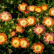 Kosmatec 'Jewel of Desert Ruby' - Delosperma hybrida 'Jewel of Desert Ruby'