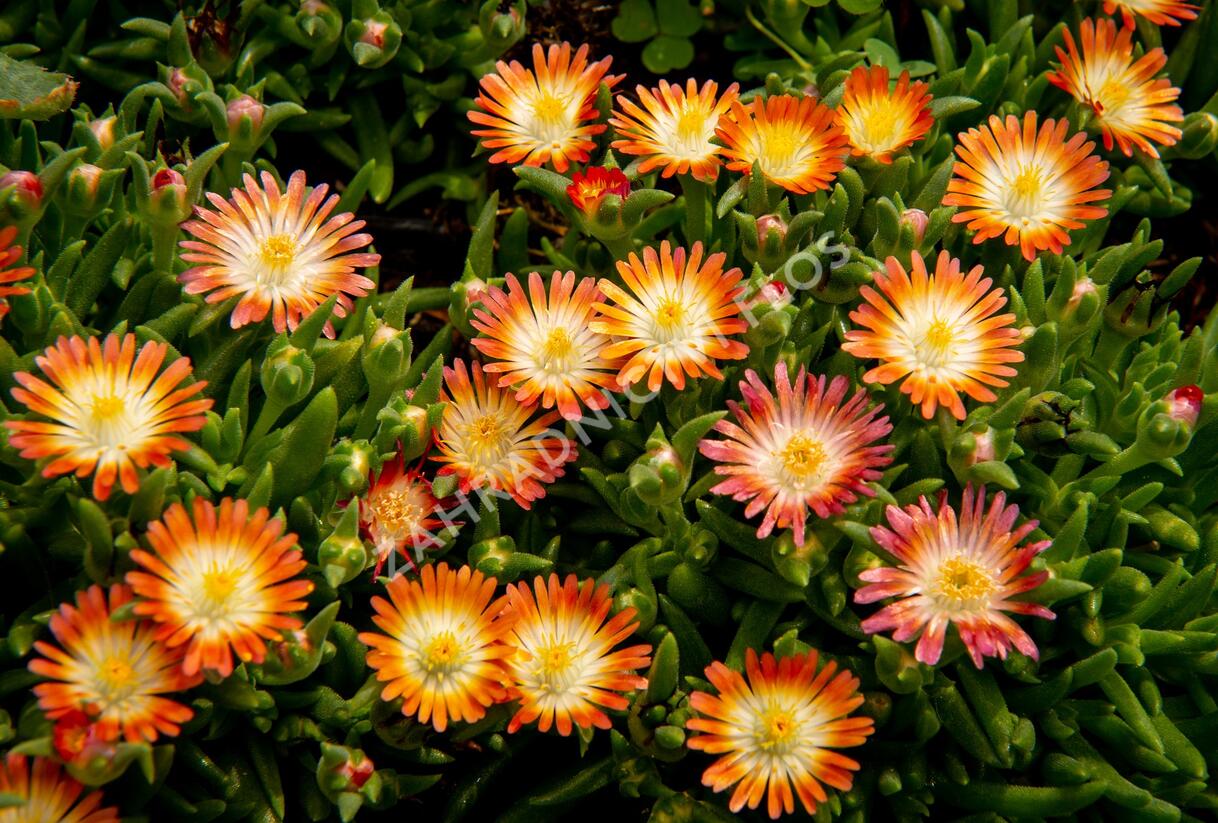 Kosmatec 'Jewel of Desert Ruby' - Delosperma hybrida 'Jewel of Desert Ruby'