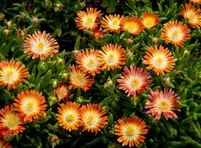 Kosmatec 'Jewel of Desert Ruby' - Delosperma hybrida 'Jewel of Desert Ruby'