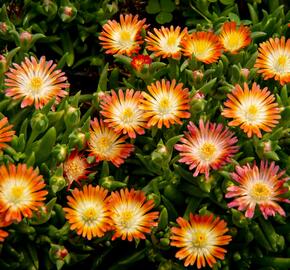 Kosmatec 'Jewel of Desert Ruby' - Delosperma hybrida 'Jewel of Desert Ruby'