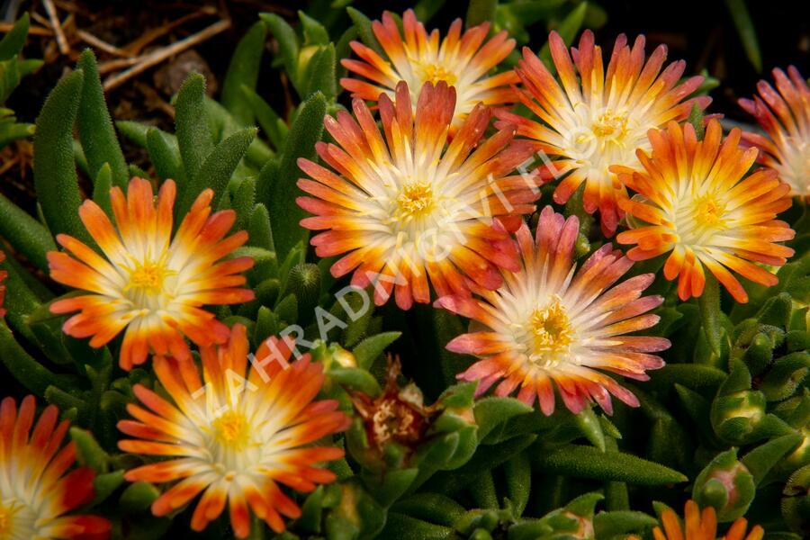 Kosmatec 'Jewel of Desert Ruby' - Delosperma hybrida 'Jewel of Desert Ruby'
