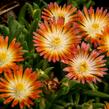 Kosmatec 'Jewel of Desert Ruby' - Delosperma hybrida 'Jewel of Desert Ruby'