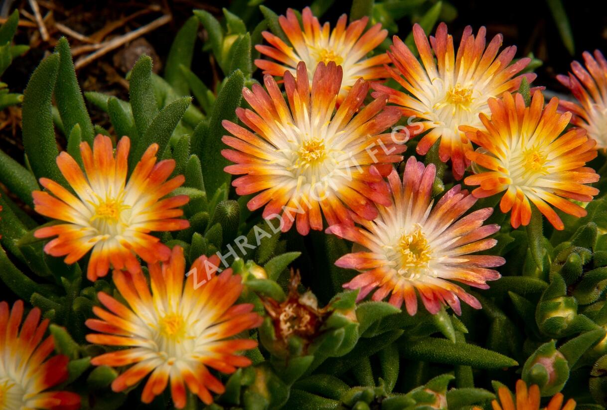 Kosmatec 'Jewel of Desert Ruby' - Delosperma hybrida 'Jewel of Desert Ruby'