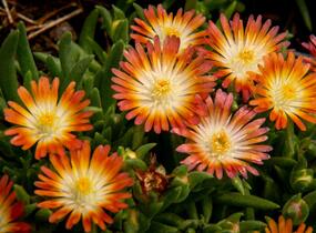 Kosmatec 'Jewel of Desert Ruby' - Delosperma hybrida 'Jewel of Desert Ruby'