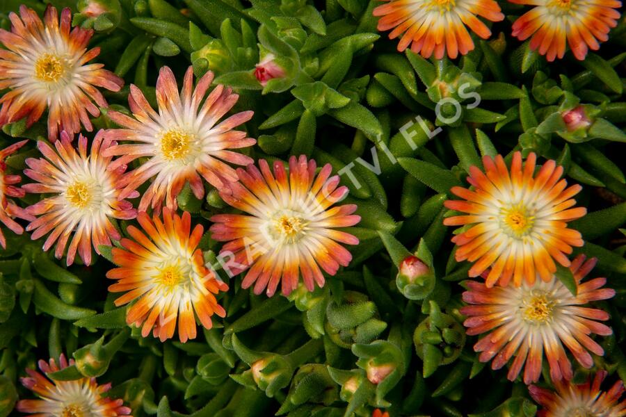 Kosmatec 'Jewel of Desert Ruby' - Delosperma hybrida 'Jewel of Desert Ruby'