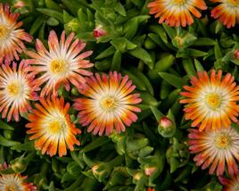 Kosmatec 'Jewel of Desert Ruby'