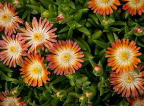 Kosmatec 'Jewel of Desert Ruby' - Delosperma hybrida 'Jewel of Desert Ruby'