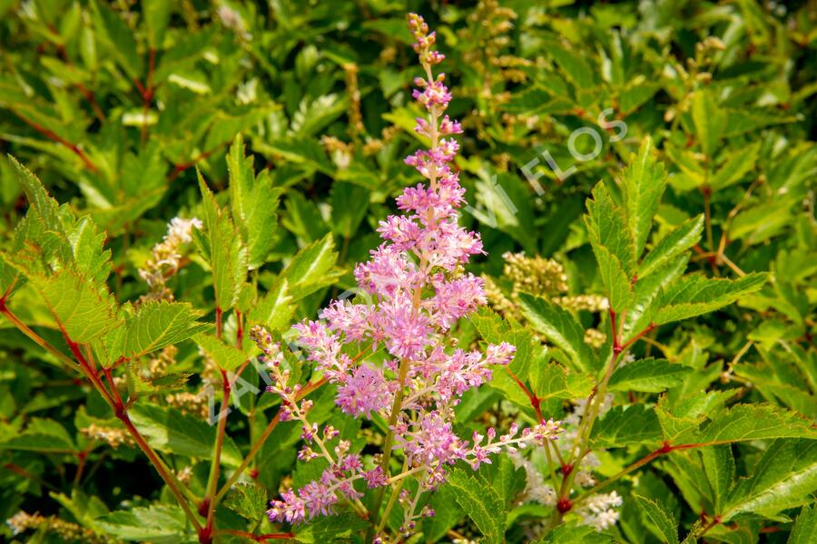 Čechrava 'Amerika' - Astilbe japonica 'Amerika'