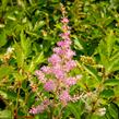 Čechrava 'Amerika' - Astilbe japonica 'Amerika'