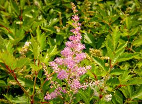 Čechrava japonská 'Amerika' - Astilbe japonica 'Amerika'