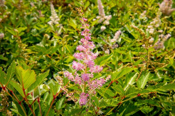 Čechrava 'Amerika' - Astilbe japonica 'Amerika'