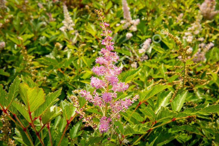 Čechrava 'Amerika' - Astilbe japonica 'Amerika'
