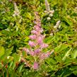 Čechrava 'Amerika' - Astilbe japonica 'Amerika'
