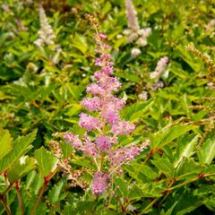 Čechrava 'Amerika' - Astilbe japonica 'Amerika'