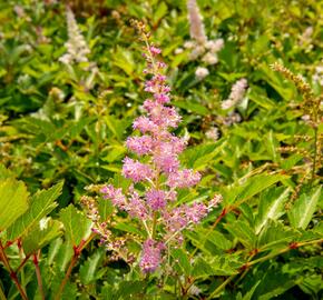 Čechrava 'Amerika' - Astilbe japonica 'Amerika'