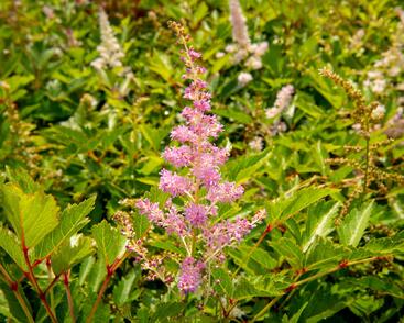 Čechrava japonská 'Amerika'