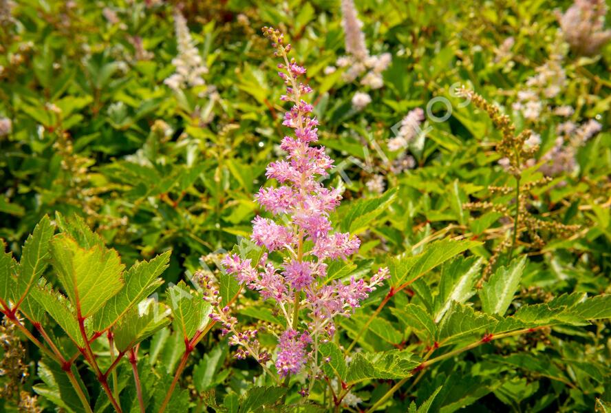 Čechrava japonská 'Amerika' - Astilbe japonica 'Amerika'
