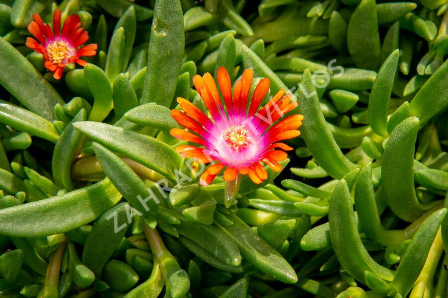 Kosmatec 'Fireglow' - Delosperma hybrida 'Fireglow'