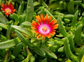 Kosmatec 'Fireglow' - Delosperma hybrida 'Fireglow'