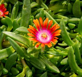 Kosmatec 'Fireglow' - Delosperma hybrida 'Fireglow'