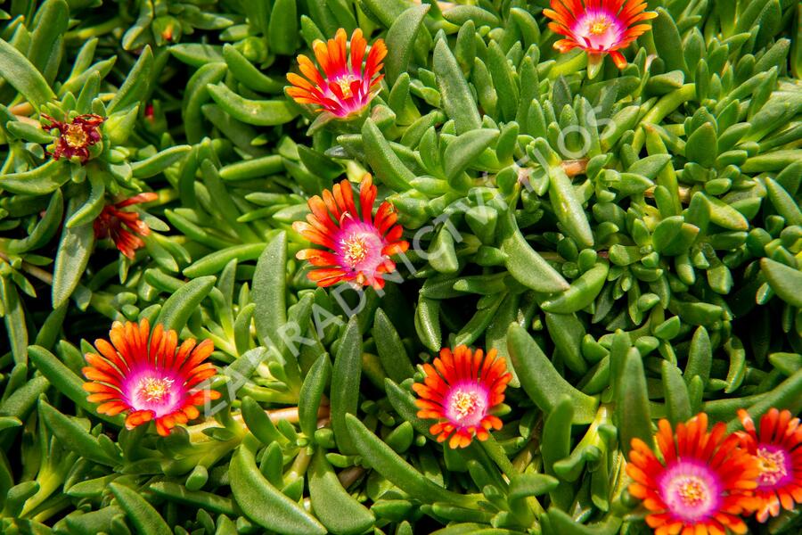 Kosmatec 'Fireglow' - Delosperma hybrida 'Fireglow'